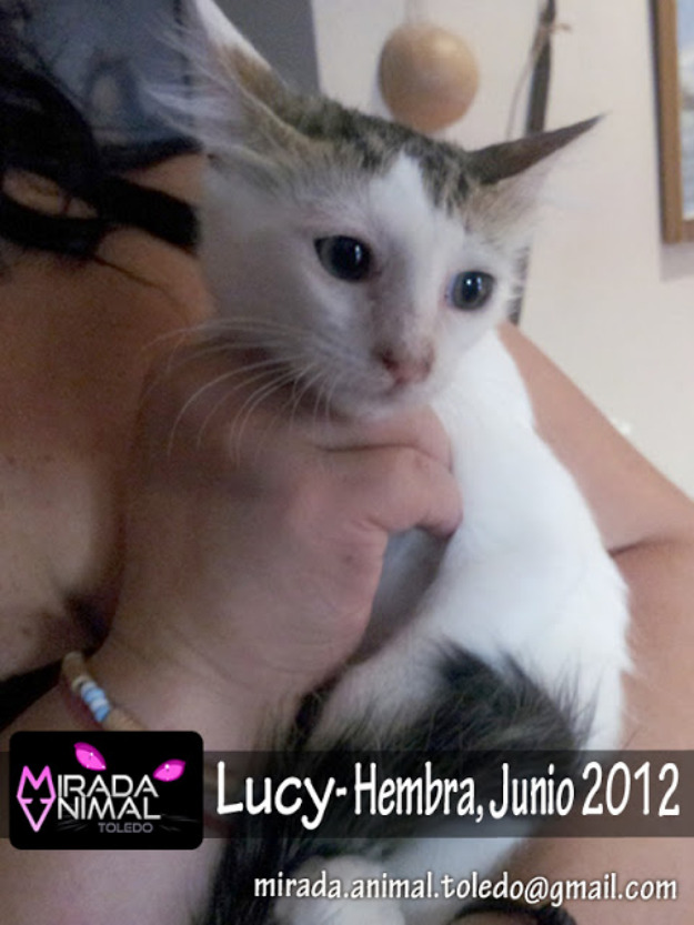 Gata.lucy, busca una familia, toledo-madrid