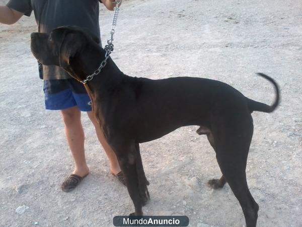 gran danes(dogo aleman) cachorros 3 machos y 3 hembras.