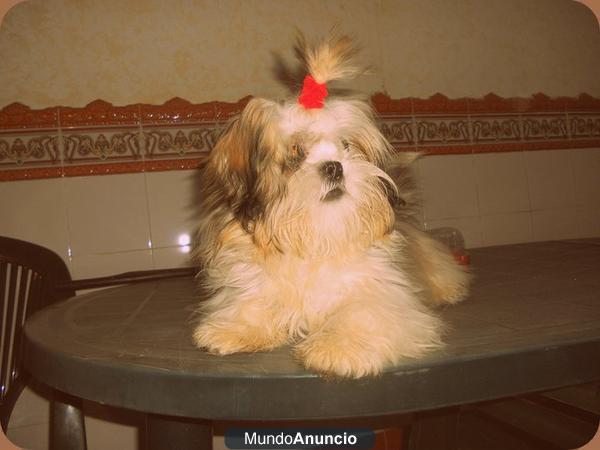 Mi shih Tzu Busca Noviaa!!