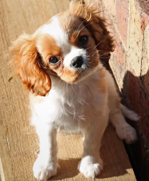 Microchip Cavalier King Charles Spaniels