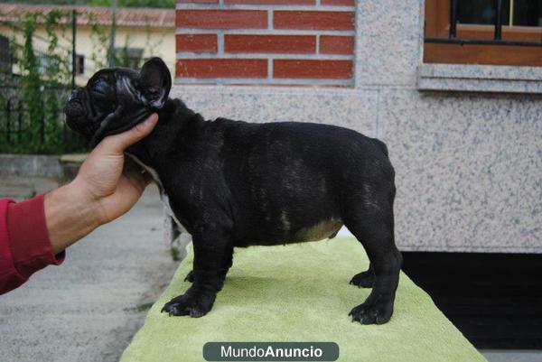 SE VENDE BULLDOG FRANCES