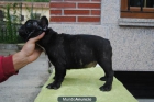 SE VENDE BULLDOG FRANCES - mejor precio | unprecio.es