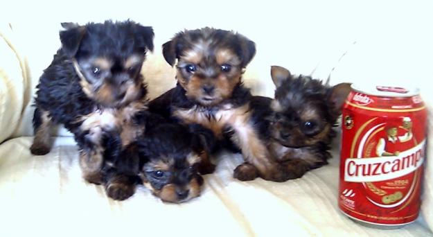 YORKSHIRE TERRIER MINIATURA 350€