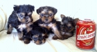 YORKSHIRE TERRIER MINIATURA 350€ - mejor precio | unprecio.es