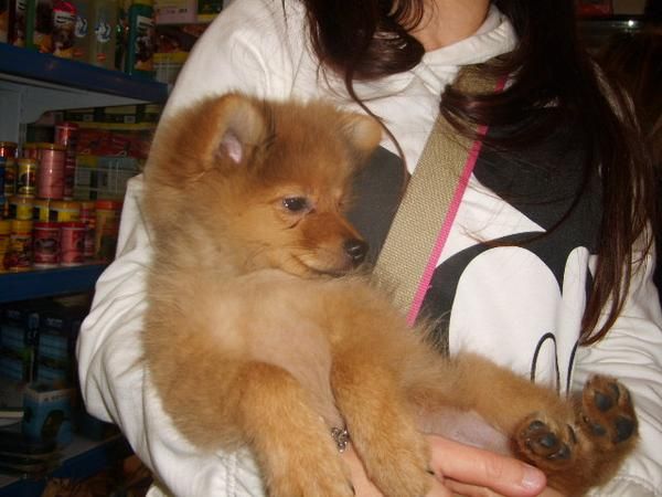 ¿me llevas contigo? 300 euros (pomerania con pedigree)