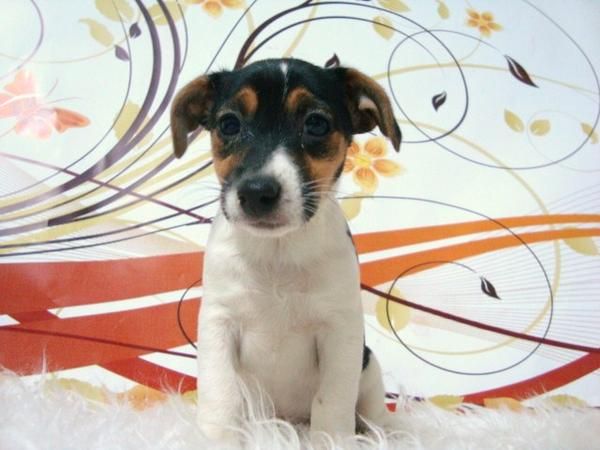 00000      JACK RUSSELL CACHORROS CON PEDIGREE     00000