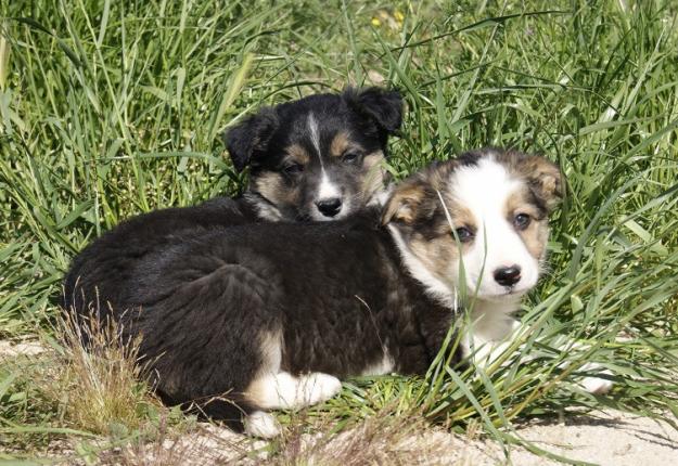 Border collie cachorros nacionales machos y hembras