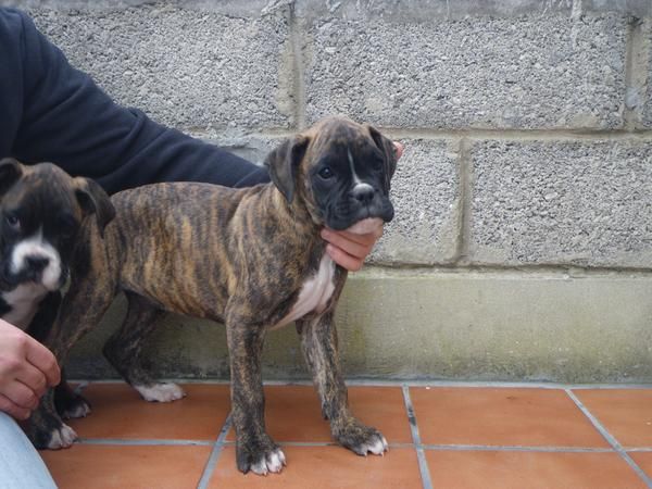 boxer cahorros