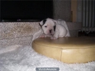 buldog frances, tameran , de 3 meses de edad-650 - mejor precio | unprecio.es