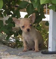 Cachorrito de chihuahua macho