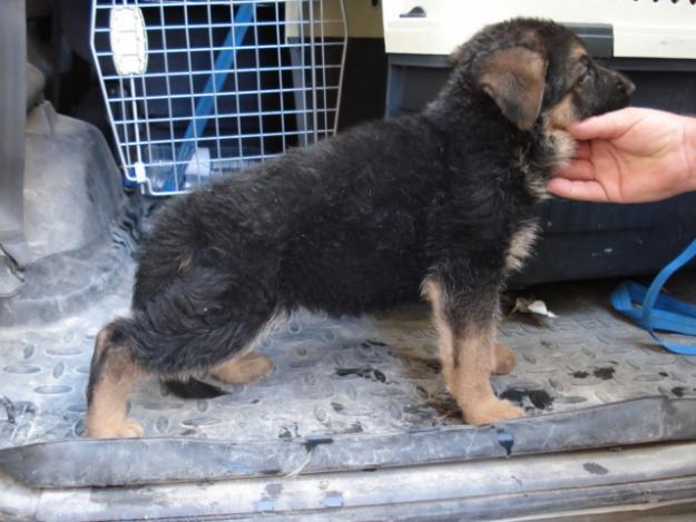 Cachorro Pastor aleman con pedigree y afijo