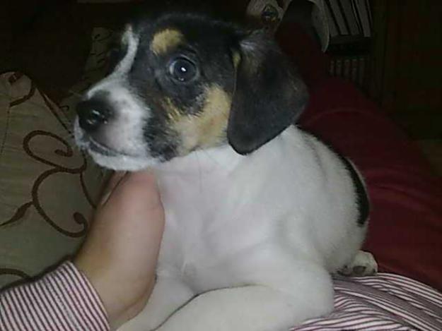 cachorros boxer con fox terrier