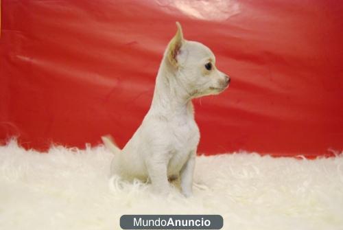 CACHORROS DE CHIHUAHUA TOY, CON PEDIGRE VEN A VERLOS