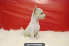 CACHORROS DE CHIHUAHUA TOY, CON PEDIGRE VEN A VERLOS - mejor precio | unprecio.es