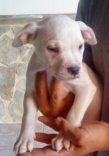 camada pitbull 200€