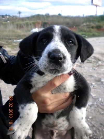 JUANITO en adopción