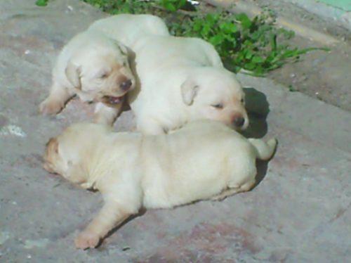 labrador retriever camada con calidad y precio