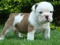 se vende bulldog ingles de 4 meses