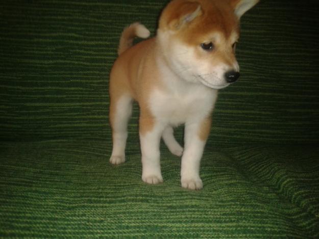 shiba inu