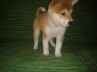 shiba inu - mejor precio | unprecio.es