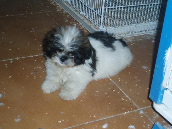 Shih tzu hembra 380 euros