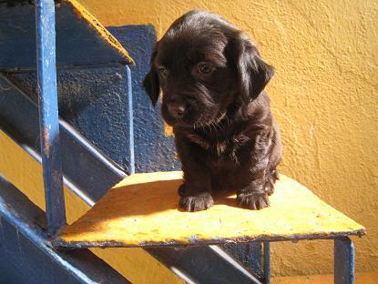 WOLFA, cachorrita de 2 meses de tamaño pequeño en adopcion, Almeria