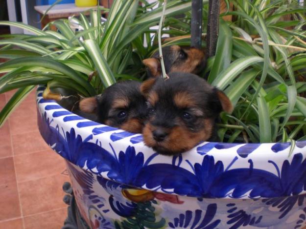 YORKSHIRES PRECIOSOS CON DOS MESES