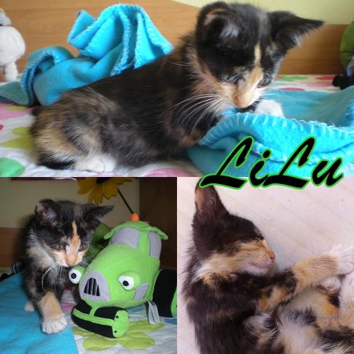 LILU. Pequeña gatita de colores de pelo semi largo busca un hogar donde crecer feliz