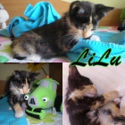 LILU. Pequeña gatita de colores de pelo semi largo busca un hogar donde crecer - mejor precio | unprecio.es