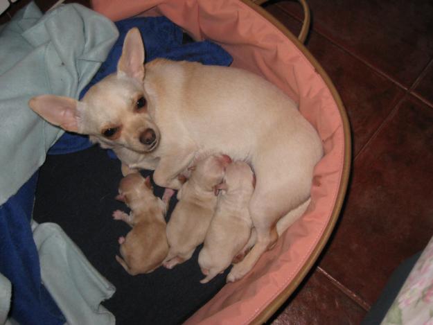 3 PRECIOSAS HEMBRAS DE CHIHUAHUAS