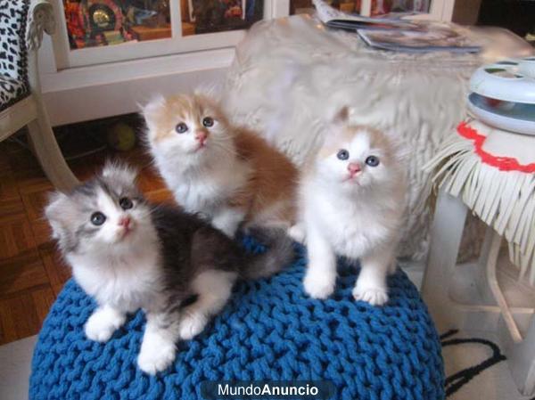 American Curl Gatitos