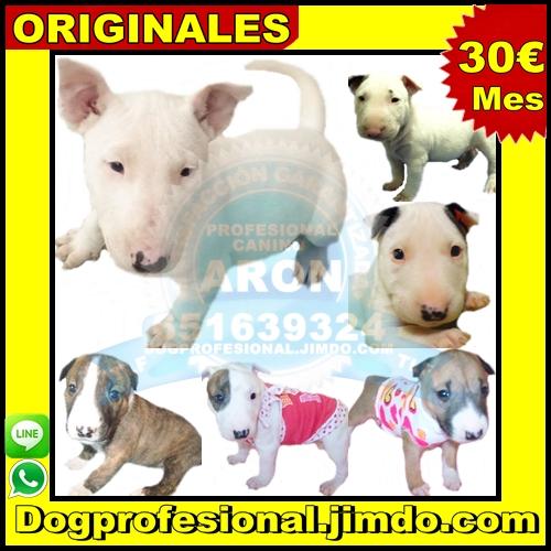 bullterrier miniatura cachorros