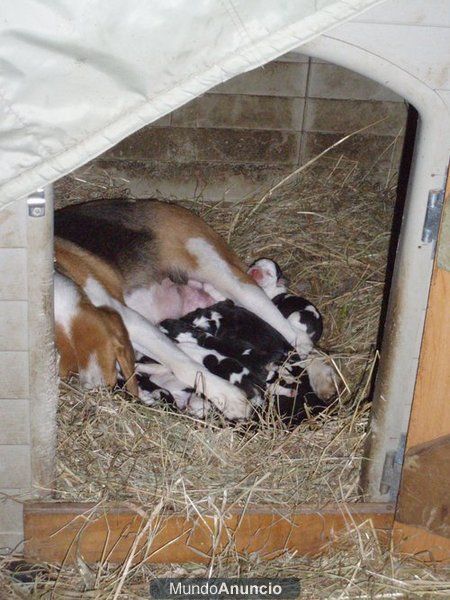 cachorros de beagle