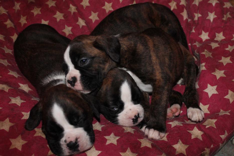 Cachorros de boxer