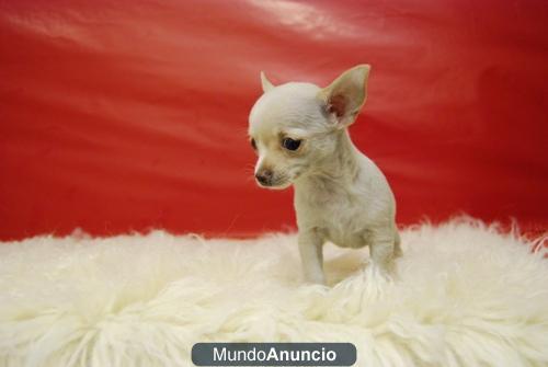 Con pedigre, nueva camadita de Chihuahua Toy, con dos meses