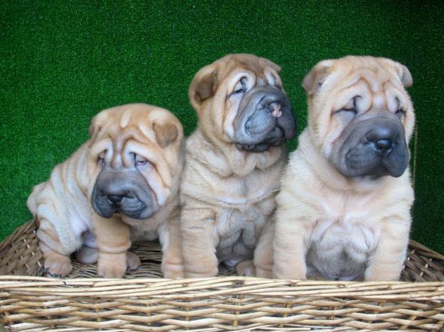 SHAR PEIS, EXCELENTE CAMADA  290€