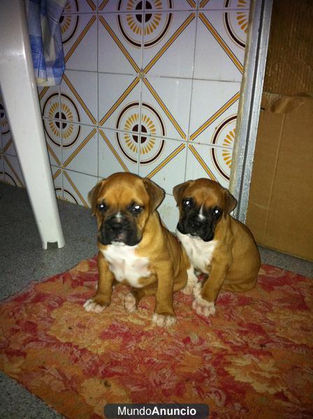 Venta de cachorros boxer