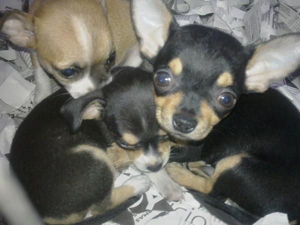 venta de cachorros chihuagua