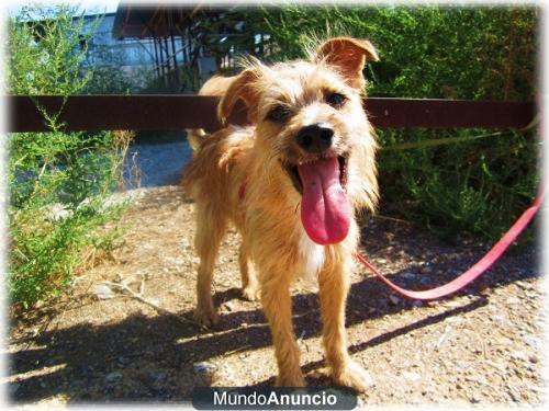 Nilo tamaño peque, lo ha pasado mal por su abandono