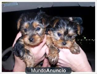 Adorable Masculino y Femenino Yorkie taza de té listo para un nuevo hogar.