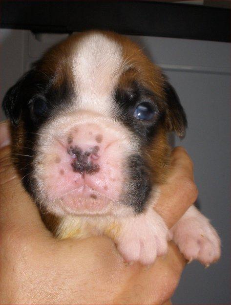 Boxer cachorros conpedigrí