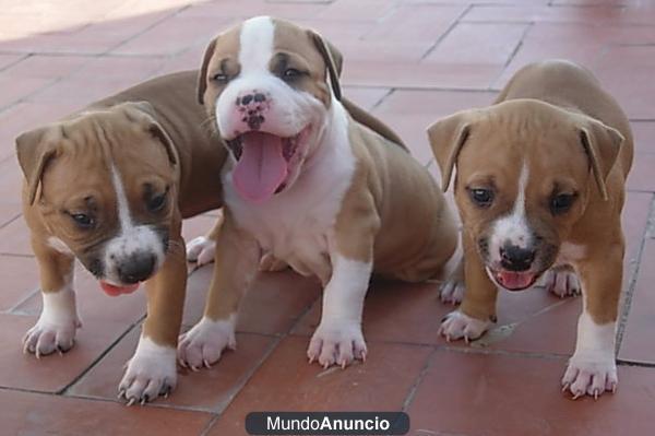 cachorros american staffordshire terrier en venta.precios asequibles