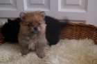 Cachorros de lulu de pomerania toy - mejor precio | unprecio.es