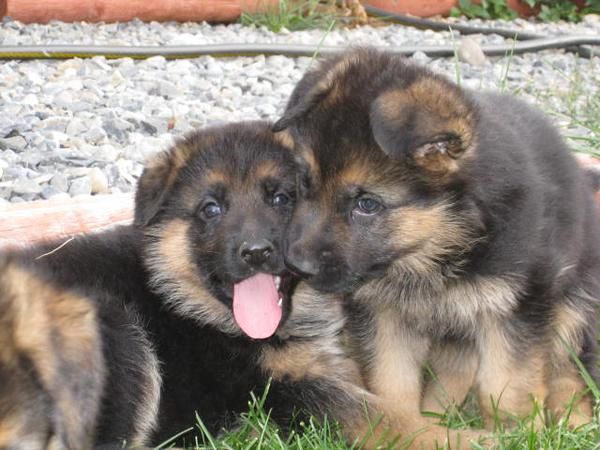 CACHORROS PASTOR ALEMAN