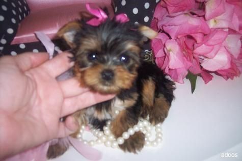 CAMADA YORKSHIRE TERRIER