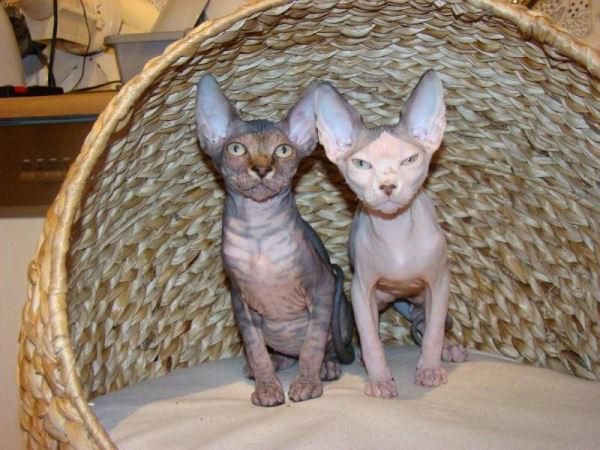 Disponibles Sphynx desde 800