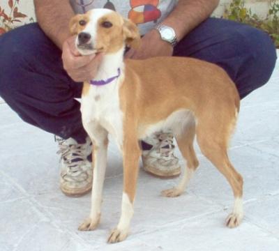 Lua, perrita pequeña de 1 año en adopcion