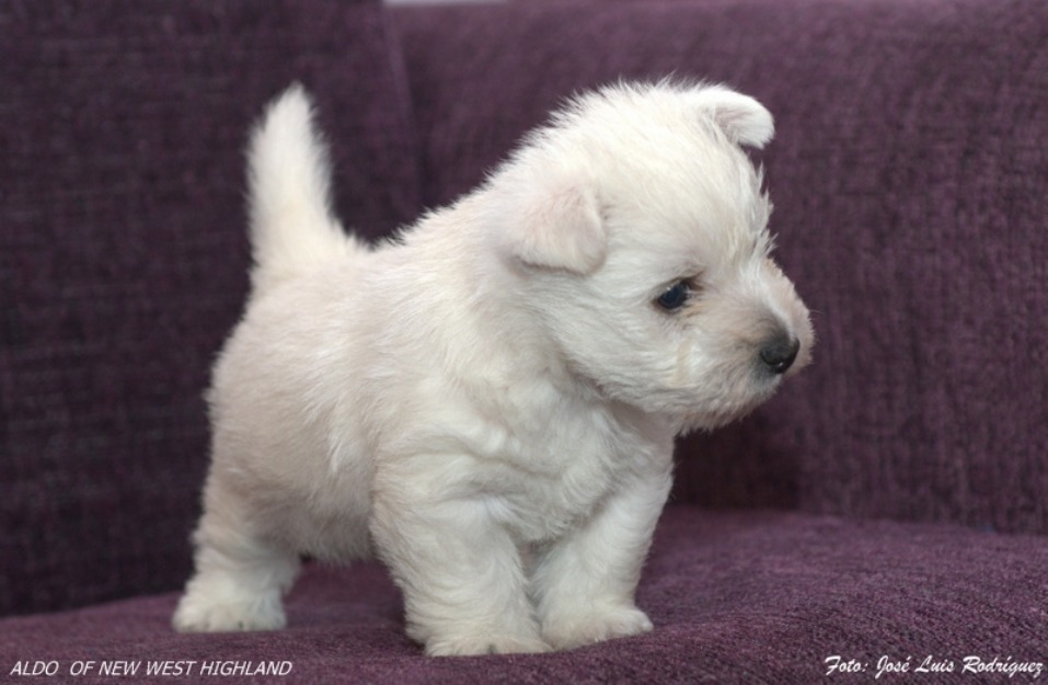 Preciosos cachorros de Westy