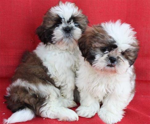 Shih tzu, la mejor camada