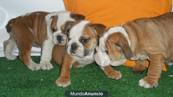 Vendo Bulldog ingles, impresionantes